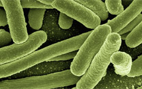bacteria-small