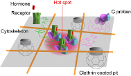 Calebiro Press_release_diagram_2 189x110