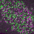 Calebiro single_molecule_still 110x110